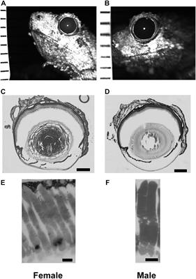 Reproductive State Modulates Retinal Sensitivity to Light in Female Túngara Frogs